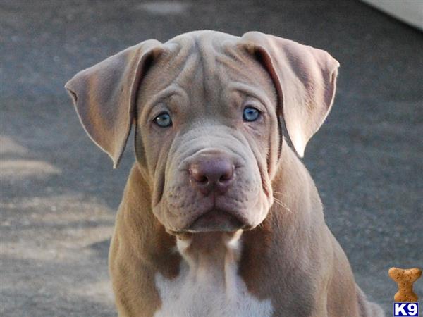 a american pit bull dog with a hat