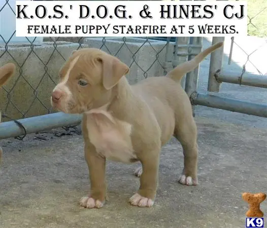 American Pit Bull puppy for sale