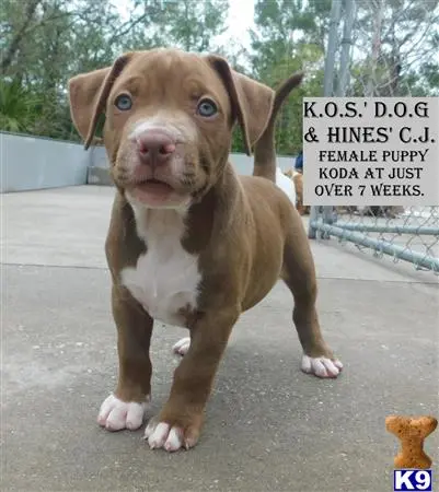 American Pit Bull puppy for sale