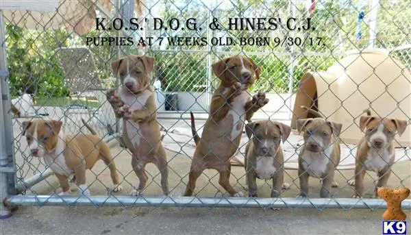 American Pit Bull puppy for sale