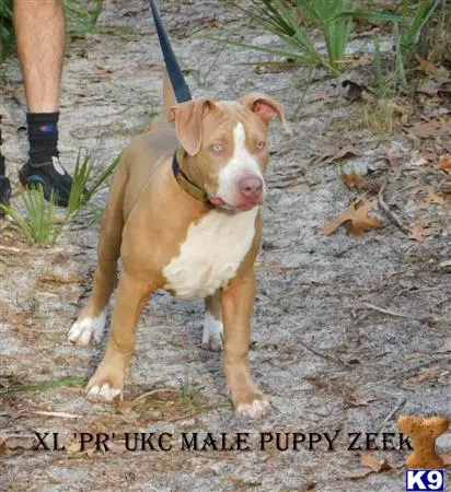 American Pit Bull puppy for sale