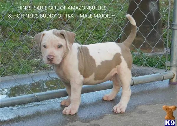 American Pit Bull puppy for sale