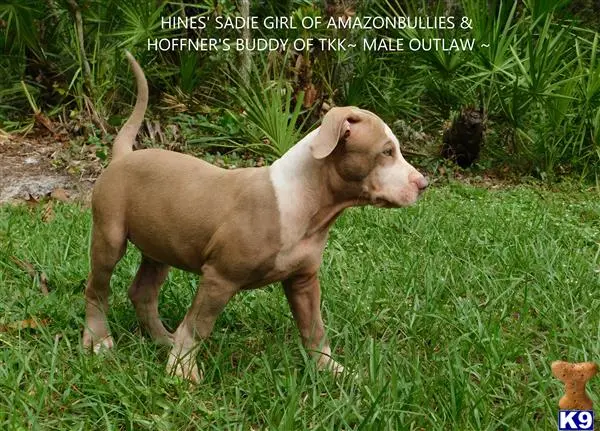 American Pit Bull puppy for sale