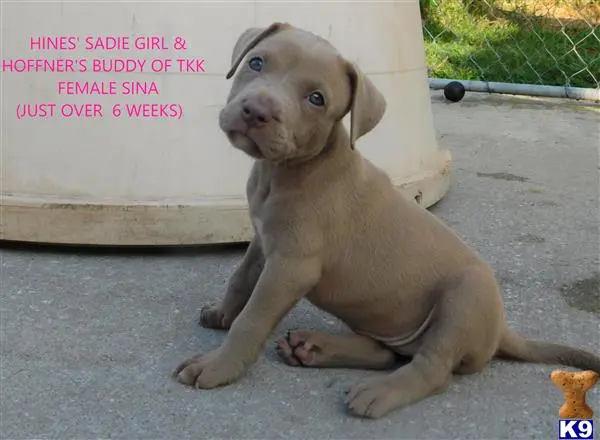 American Pit Bull puppy for sale