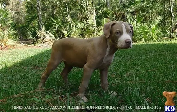 American Pit Bull puppy for sale