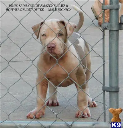 American Pit Bull puppy for sale