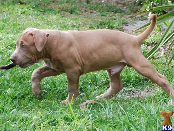 American Pit Bull puppy for sale