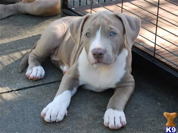 American Pit Bull puppy for sale