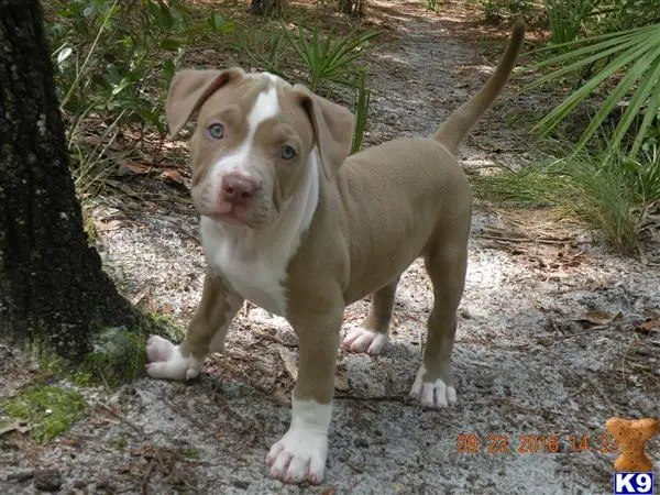 American Pit Bull puppy for sale