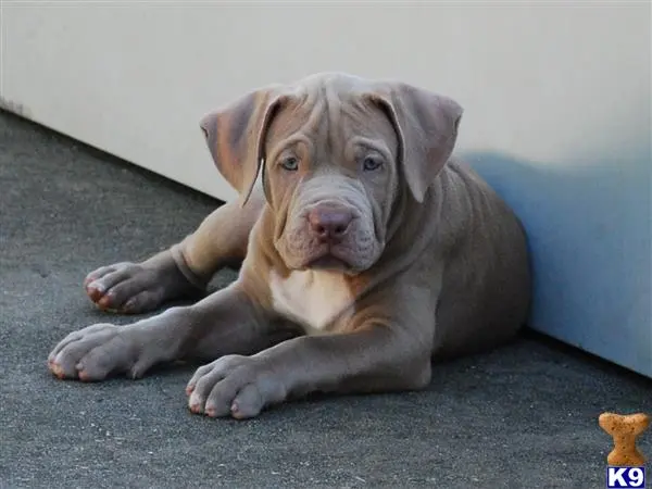 American Pit Bull puppy for sale