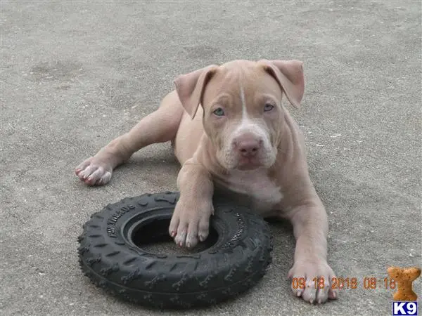 American Pit Bull puppy for sale