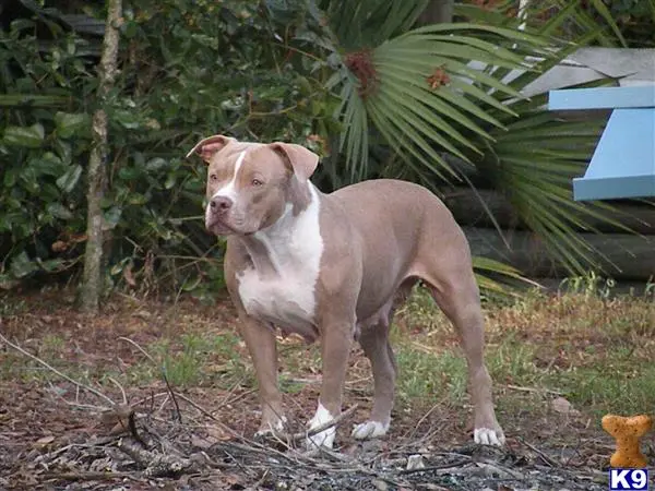 American Pit Bull puppy for sale