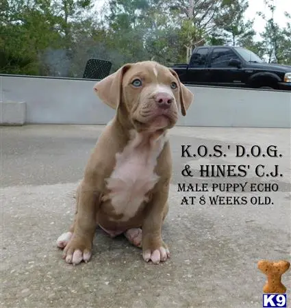 American Pit Bull puppy for sale