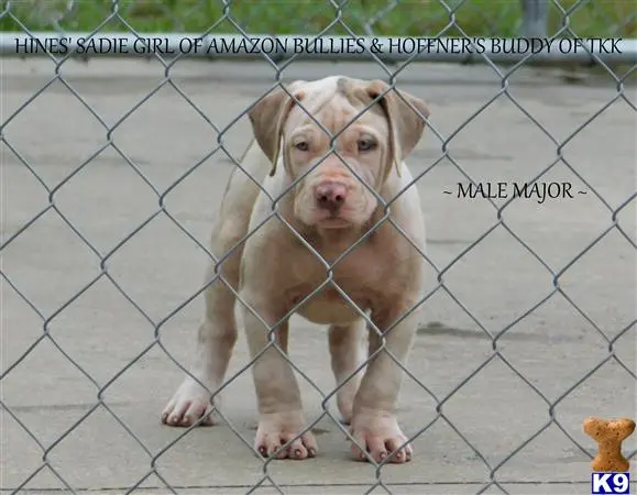 American Pit Bull puppy for sale