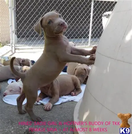 American Pit Bull puppy for sale