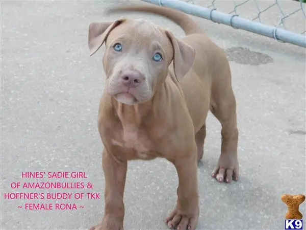 American Pit Bull puppy for sale