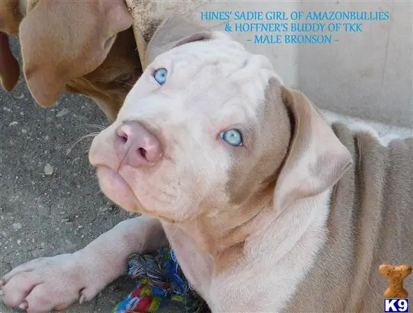 American Pit Bull puppy for sale