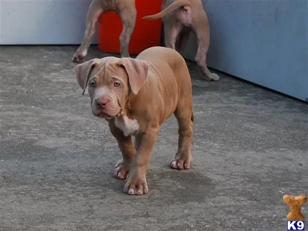 American Pit Bull puppy for sale