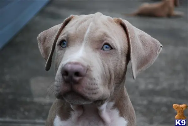 American Pit Bull puppy for sale