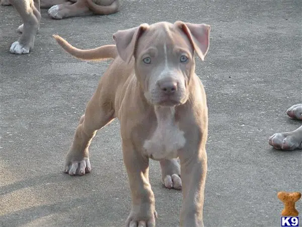 American Pit Bull puppy for sale