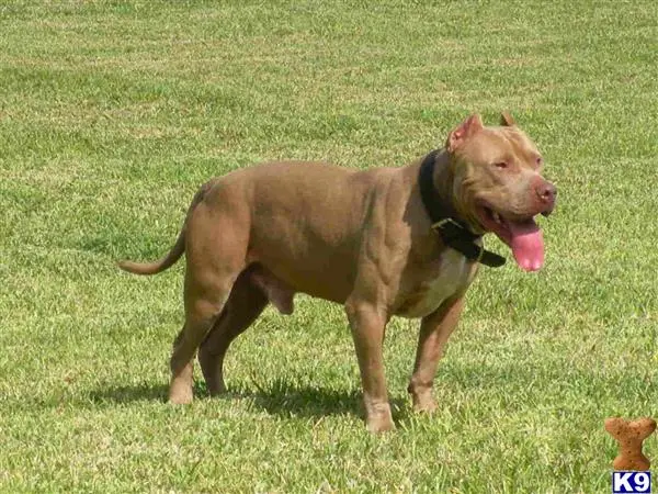 American Pit Bull puppy for sale