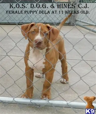 American Pit Bull puppy for sale