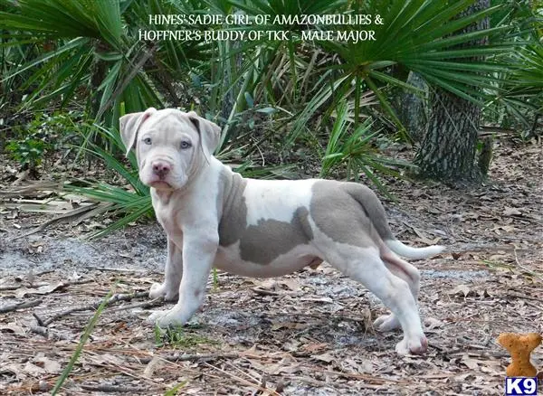 American Pit Bull puppy for sale