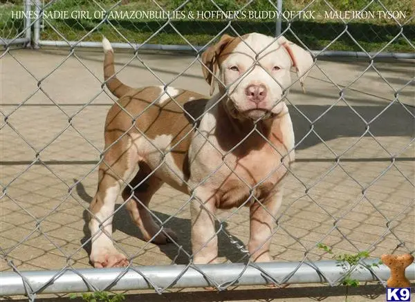 American Pit Bull puppy for sale