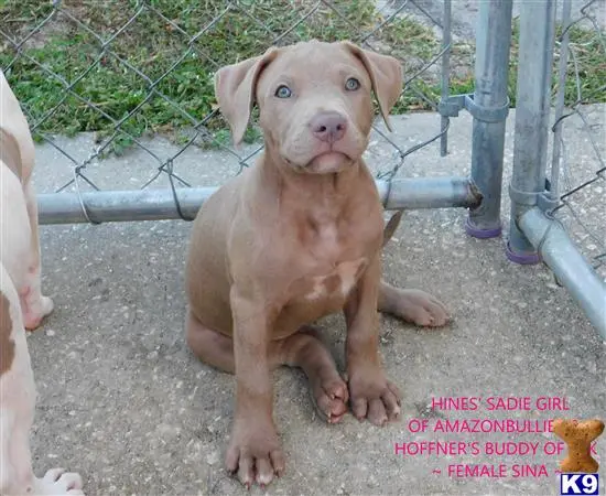 American Pit Bull puppy for sale