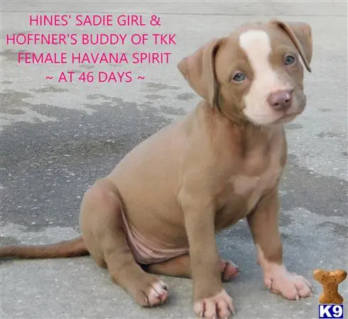 American Pit Bull puppy for sale