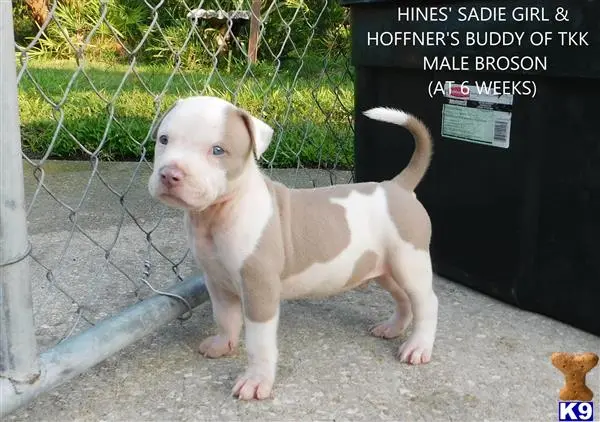 American Pit Bull puppy for sale