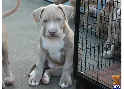 American Pit Bull