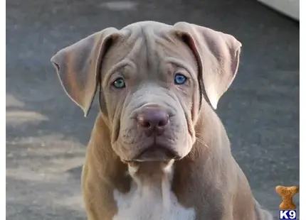 American Pit Bull