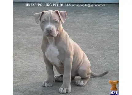 American Pit Bull