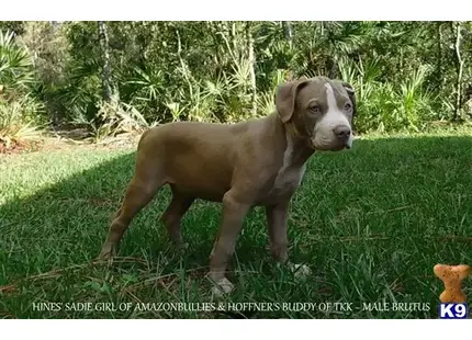 American Pit Bull