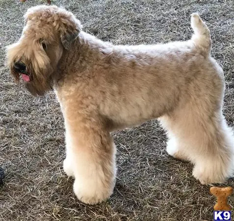 Soft Coated Wheaten Terrier stud dog