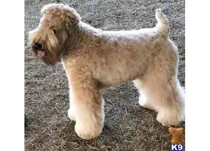 Soft Coated Wheaten Terrier