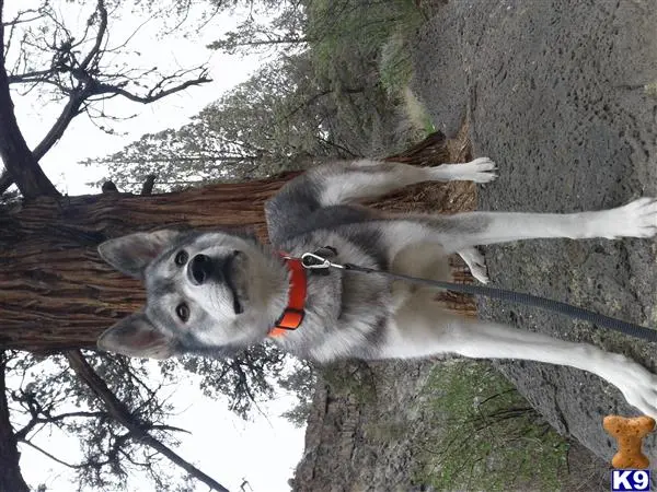 Siberian Husky