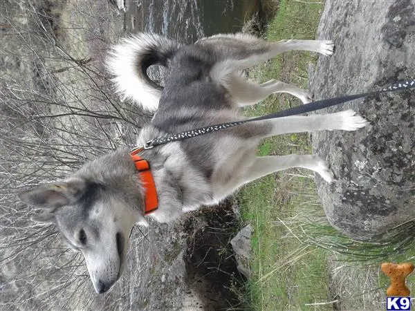 Siberian Husky female dog