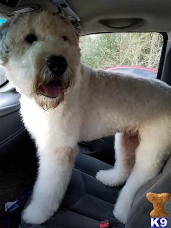 Bouvier des Flandres stud dog