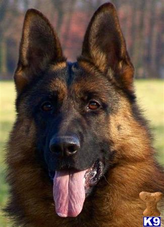 a german shepherd dog with its tongue out