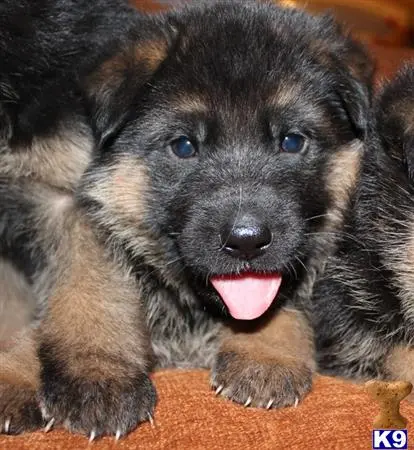 German Shepherd