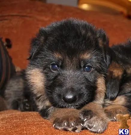 German Shepherd puppy for sale