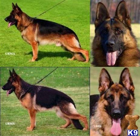 a collage of a german shepherd dog