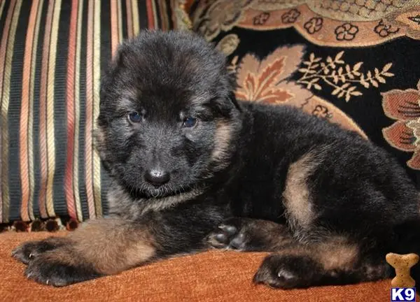 German Shepherd