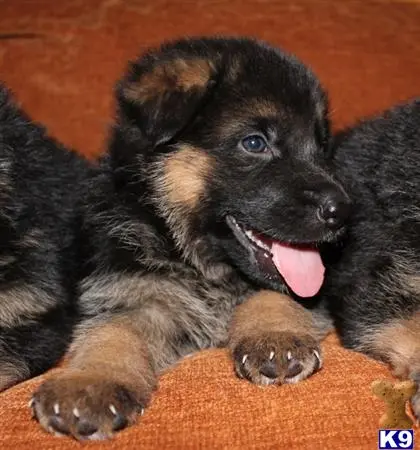 German Shepherd