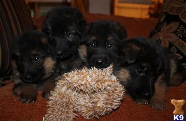 German Shepherd puppy for sale