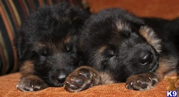 German Shepherd puppy for sale