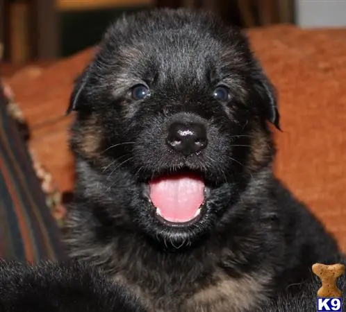 German Shepherd puppy for sale