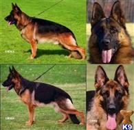 German Shepherd